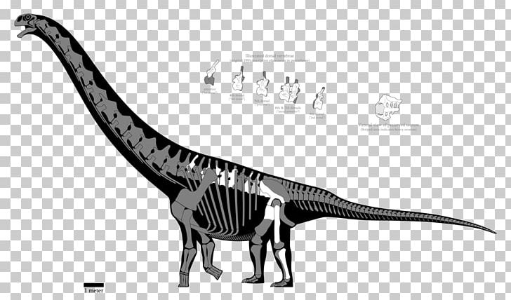 Argentinosaurus Puertasaurus Patagotitan Spinosaurus Amphicoelias PNG, Clipart, Andesaurus, Animal Figure, Argentinosaurus, Black And White, Brachiosaurus Free PNG Download