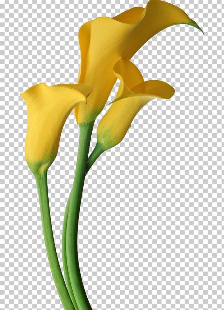 Arum-lily Lilium Flower Yellow PNG, Clipart, Alismatales, Arum, Arum Family, Arum Lilies, Arumlily Free PNG Download