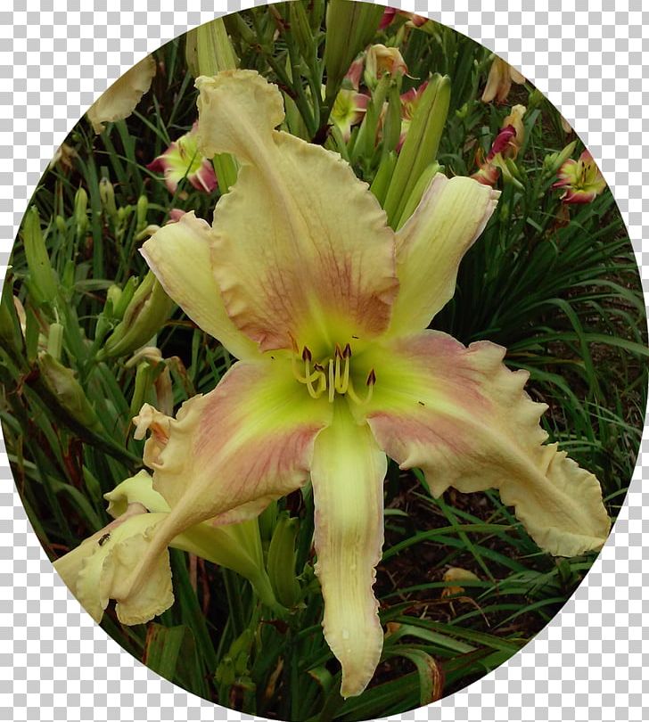 Daylily Flowering Plant PNG, Clipart, Daylily, Flower, Flowering Plant, Greenthroated Carib, Others Free PNG Download