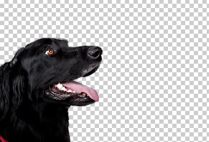 Flat-Coated Retriever Labrador Retriever Boykin Spaniel Hovawart Stabyhoun PNG, Clipart, Animal Rescue Group, Companion Dog, Dog, Dog Breed, Dog Breed Group Free PNG Download