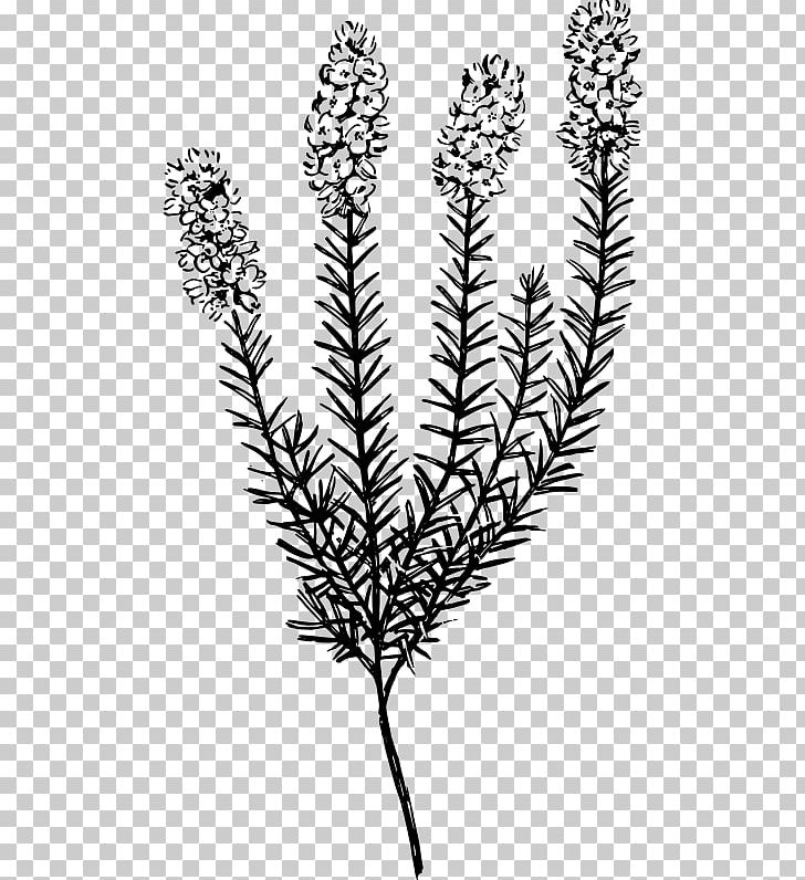 Plant Botany Calluna PNG, Clipart, Biology, Biyoloji, Black And White, Botanik, Botany Free PNG Download