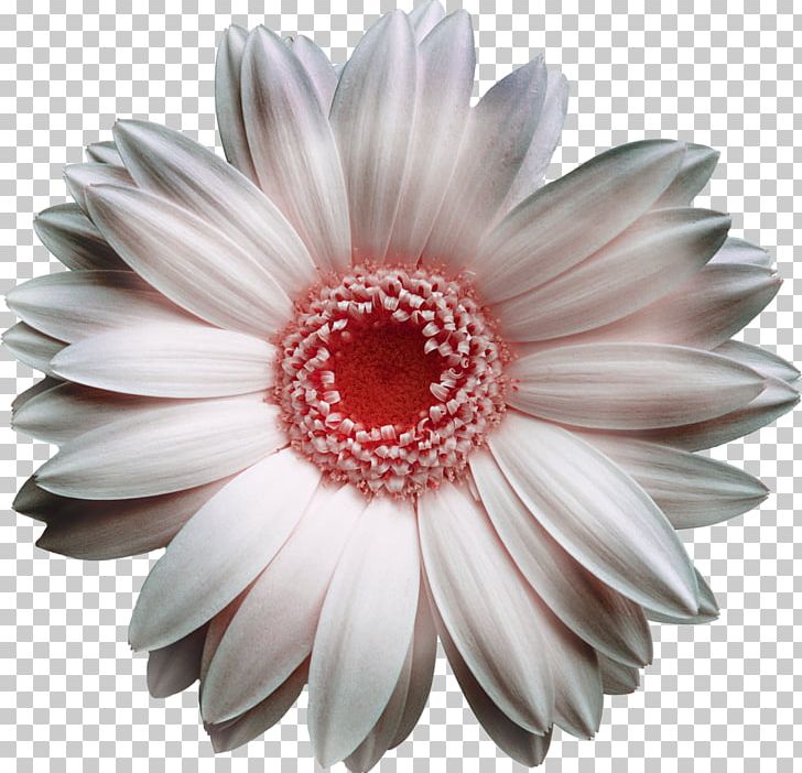 Transvaal Daisy White Flower Bouquet Yellow PNG, Clipart, Chrysanthemum, Chrysanths, Color, Cream, Cut Flowers Free PNG Download