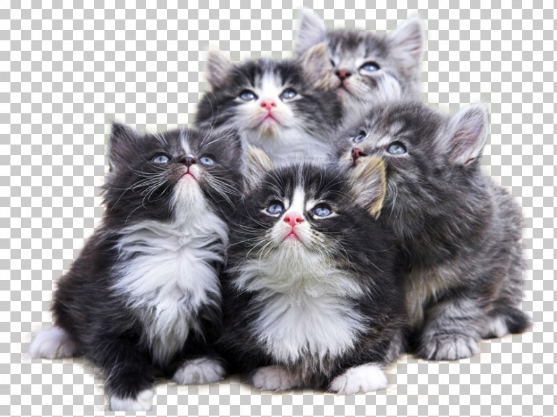 Cat Small To Medium-sized Cats Kitten Norwegian Forest Cat Whiskers PNG, Clipart, British Longhair, British Semilonghair, Cat, Cymric, Domestic Longhaired Cat Free PNG Download