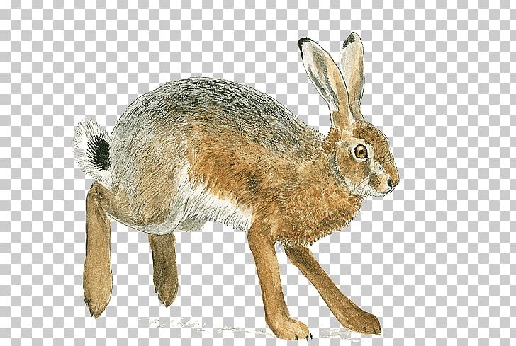 Domestic Rabbit European Hare Rodent Brown Rat European Rabbit PNG, Clipart, Animal, Bee, Breeding, Brown, Brown Rat Free PNG Download