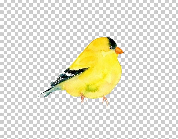 The Goldfinch Domestic Canary Bird Watercolor Painting PNG, Clipart, American Goldfinch, Animal, Animals, Artist, Beak Free PNG Download