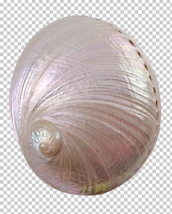 The Seashell Company Red Abalone Haliotis Fulgens PNG, Clipart, Abalone, Cockle, Craft, Haliotis Fulgens, Sales Free PNG Download