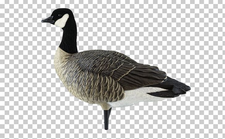 Canada Goose Canada Goose Mallard Duck PNG, Clipart, Anatidae, Animals, Anseriformes, Beak, Bird Free PNG Download