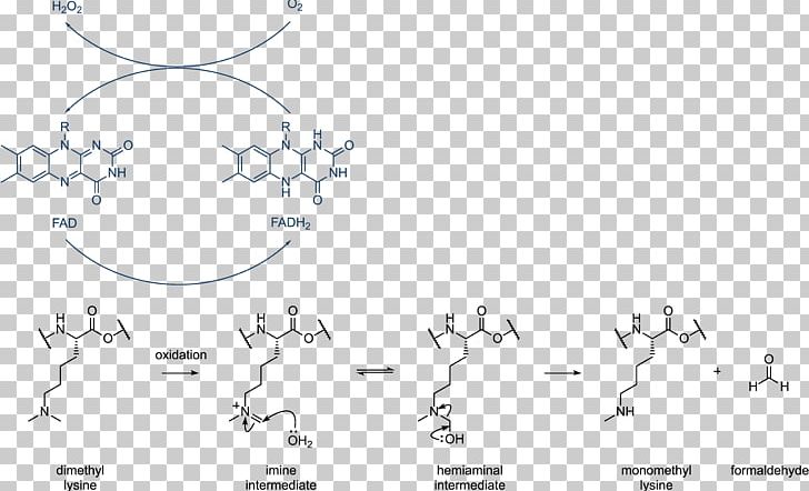 Histone Methylation Demethylation Histone Acetylation And Deacetylation PNG, Clipart, Acetyltransferase, Angle, Area, Arginine, Black And White Free PNG Download