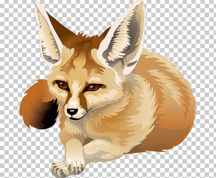 Red Fox Fennec Fox Canidae PNG, Clipart, Animal, Animals, Canidae, Carnivoran, Clip Art Free PNG Download