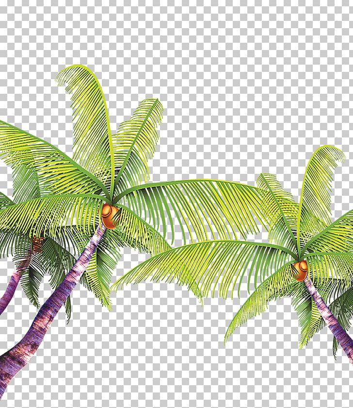 Beach MPEG-4 Part 14 Coconut PNG, Clipart, Adobe Illustrator, Arecales, Beach, Christmas Tree, Coconut Free PNG Download