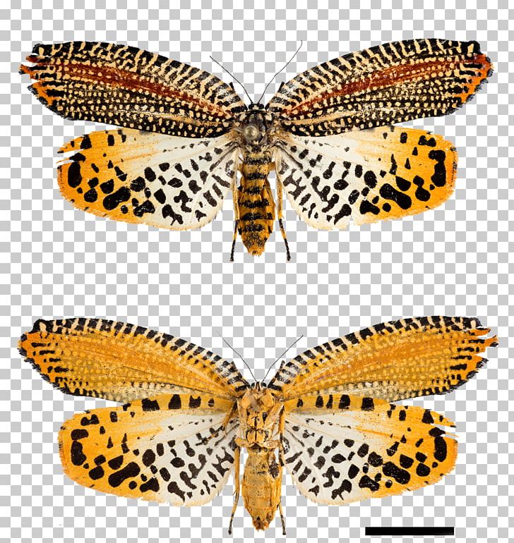 Brush-footed Butterflies Tortricine Leafroller Moths Butterfly Insect PNG, Clipart, Arthropod, Brush Footed Butterfly, Butterflies And Moths, Butterfly, Fauna Free PNG Download