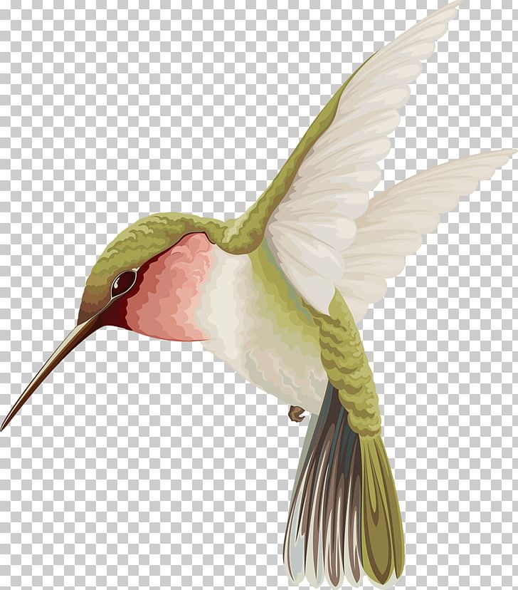 Hummingbird Watercolor Painting PNG, Clipart, Animals, Beak, Bird, Drawing, Fauna Free PNG Download