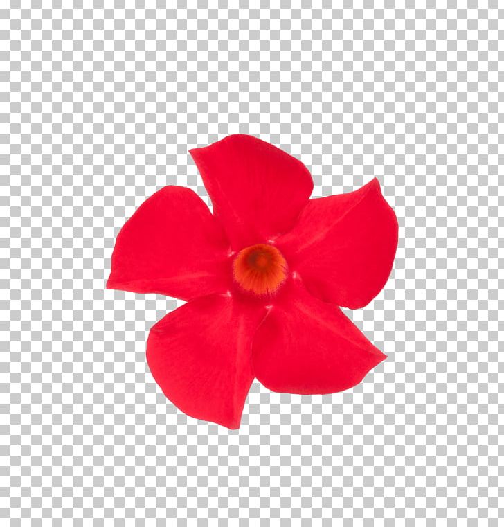 Rocktrumpet Flowering Plant Mimi & Red Cut Flowers PNG, Clipart, Brand, Cut Flowers, Facebook, Facebook Inc, Flower Free PNG Download