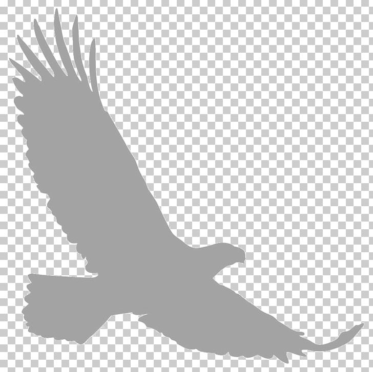 Bald Eagle Silhouette PNG, Clipart, Accipitriformes, Animal, Animals, Bald Eagle, Beak Free PNG Download