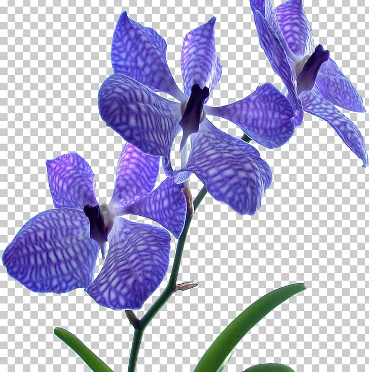 Orchids Flower Blue Dendrobium Desktop PNG, Clipart, 1080p, Blue, Color, Common Sage, Cymbidium Ensifolium Free PNG Download