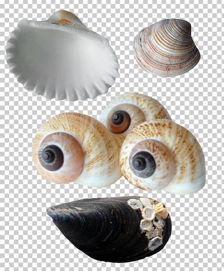 Seashell Oyster Sea Snail Conchology PNG, Clipart, Albom, Beautiful, Beautiful Scallops, Clams Oysters Mussels And Scallops, Collection Free PNG Download