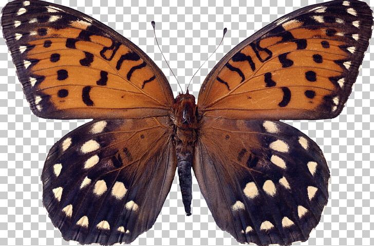 Monarch Butterfly Insect Lens Eye Care Professional PNG, Clipart, Arthropod, Brush Footed Butterfly, Butterfly, Carl Zeiss Ag, Eye Free PNG Download