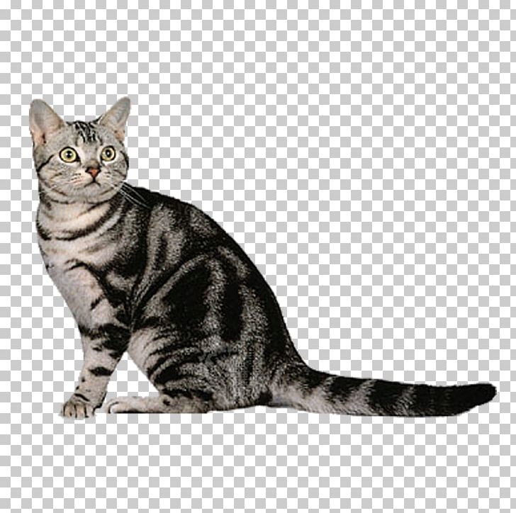 American Shorthair British Shorthair Birman Devon Rex Abyssinian PNG, Clipart, Animal, Animals, Carnivoran, Cat Ear, Cat Like Mammal Free PNG Download