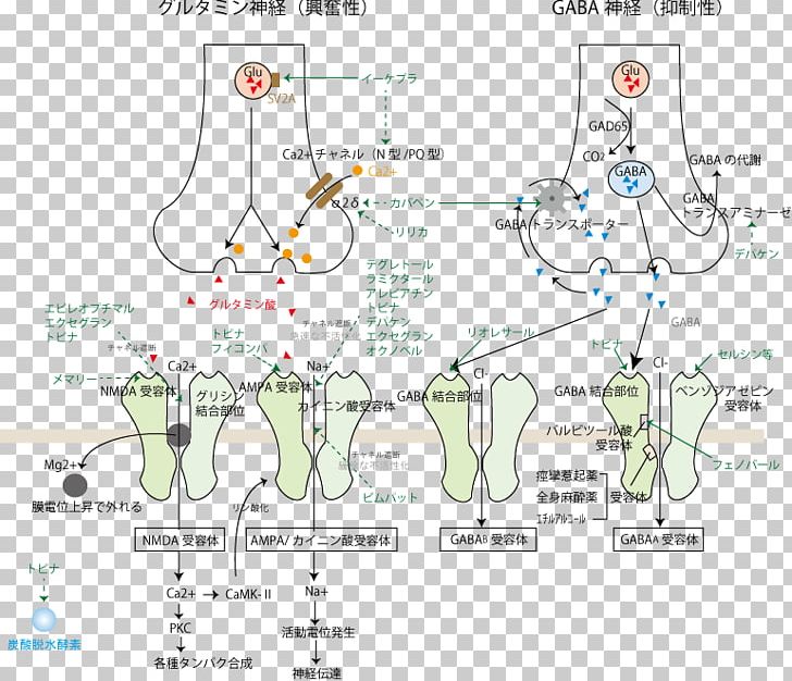 Anticonvulsant Mechanism Of Action Benzodiazepine Ethosuximide Epilepsy PNG, Clipart, Angle, Anticonvulsant, Area, Benzodiazepine, Carbamazepine Free PNG Download