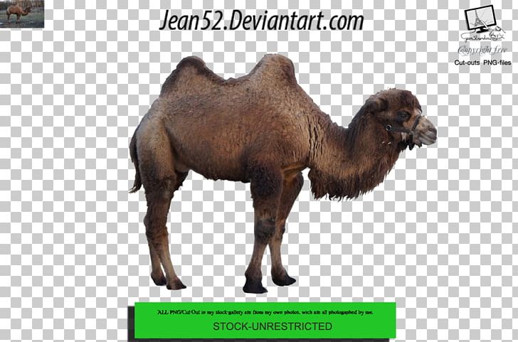 Dromedary Animal Photography PNG, Clipart, Animal, Animals, Arabian Camel, Bee, Camel Free PNG Download