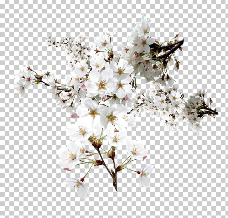 Flower Floral Design Art PNG, Clipart, Blossom, Branch, Cherry Blossom, Cut Flowers, Data Free PNG Download
