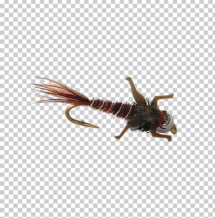 Insect PNG, Clipart, Animals, Holly, Insect, Invertebrate, Legs Free PNG Download