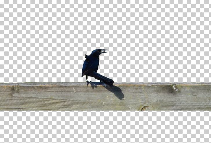 Longboard Skateboarding Freeboard Angle PNG, Clipart, Angle, Black Crow, Freeboard, Freebord, Longboard Free PNG Download