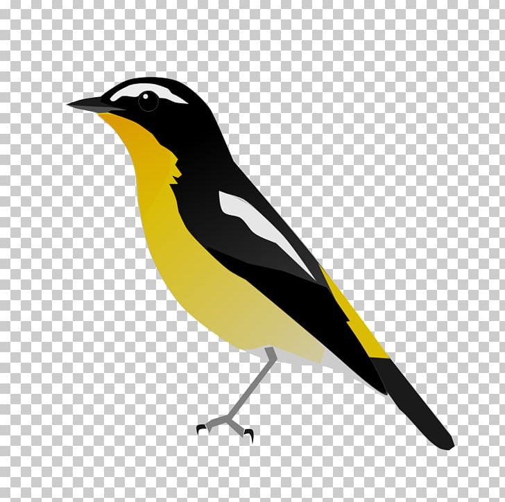 Yellow-rumped Flycatcher Bird PNG, Clipart, Animals, Beak, Bird, Blog, Drawing Free PNG Download