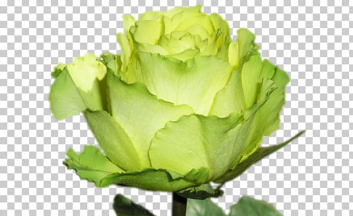 Garden Roses Green Ornamental Plant Hybrid Tea Rose PNG, Clipart, Blackberry, Color, Cut Flowers, Ekler, Flower Free PNG Download