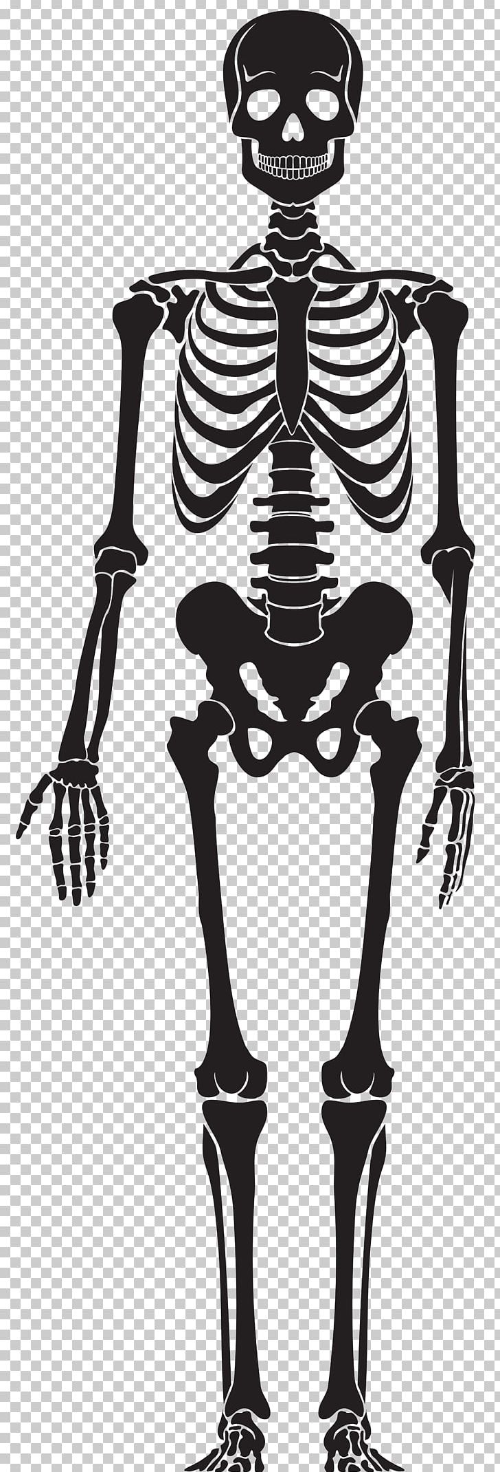 Human Skeleton Skull PNG, Clipart, Anatomy, Black And White, Bone, Drawing, Fantasy Free PNG Download