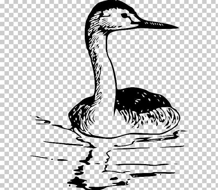 Western Grebe Drawing PNG, Clipart, Animal, Animals, Beak, Bird, Black And White Free PNG Download