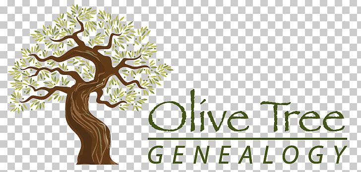 Olive Tree Of Vouves Branch Root PNG, Clipart, Branch, Brand, Flower, Food Drinks, Genealogy Free PNG Download