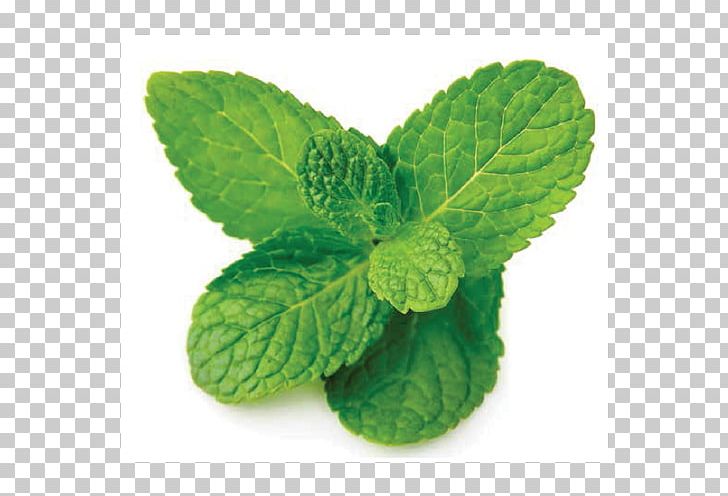 Peppermint Mentha Spicata Menthol Herb Vas-y Guitare PNG, Clipart, Basil, Fresh, Herb, Herbaceous Plant, Herbalism Free PNG Download