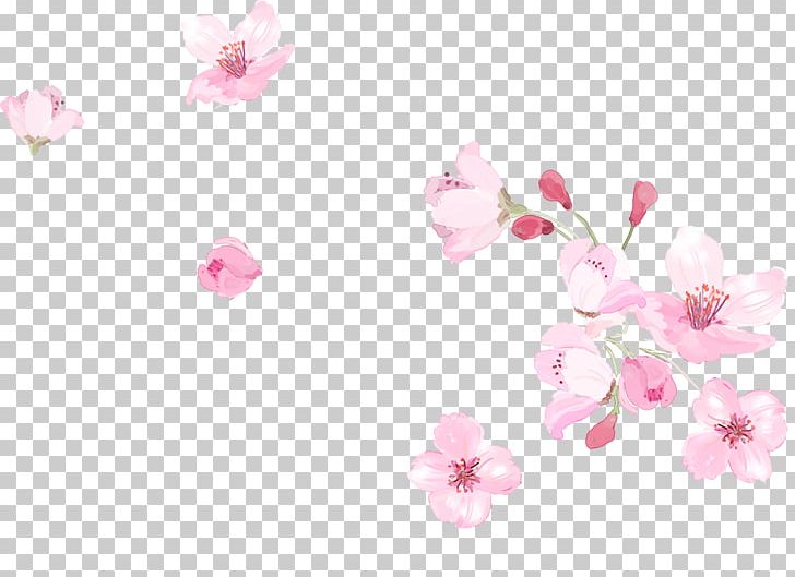 Pink Cherry Blossom PNG, Clipart, Blossom, Blossoms, Cherry, Cherry Blossom, Cherry Blossoms Free PNG Download