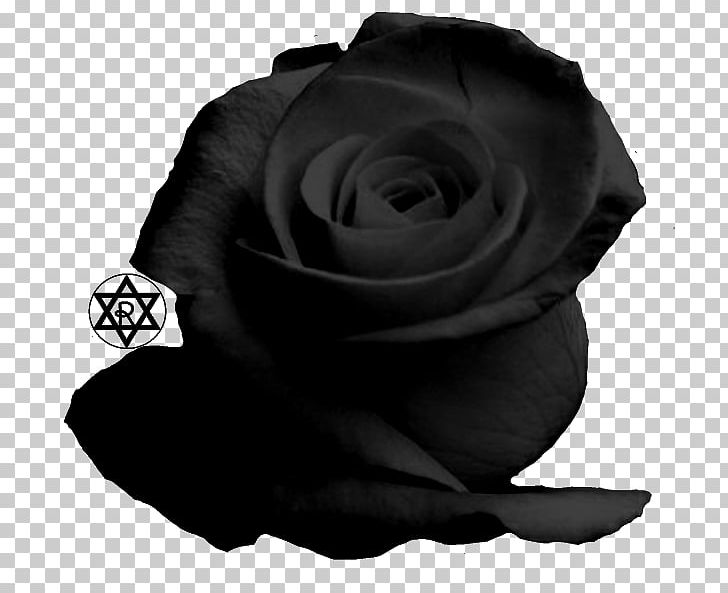 Garden Roses Email PNG, Clipart, Black, Black And White, Black M, Blood, Email Free PNG Download
