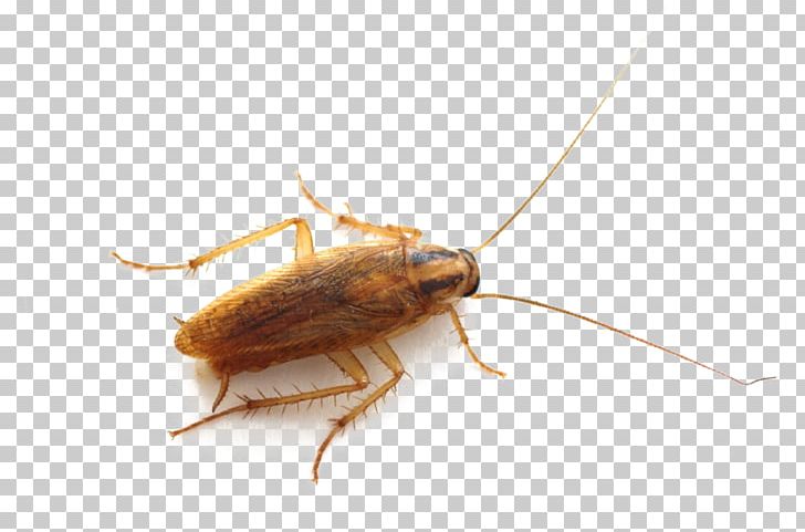 German Cockroach Insect Pest Control Bed Bug PNG, Clipart, American Cockroach, Arthropod, Bed Bug Bite, Boxelder Bug, Brownbanded Cockroach Free PNG Download