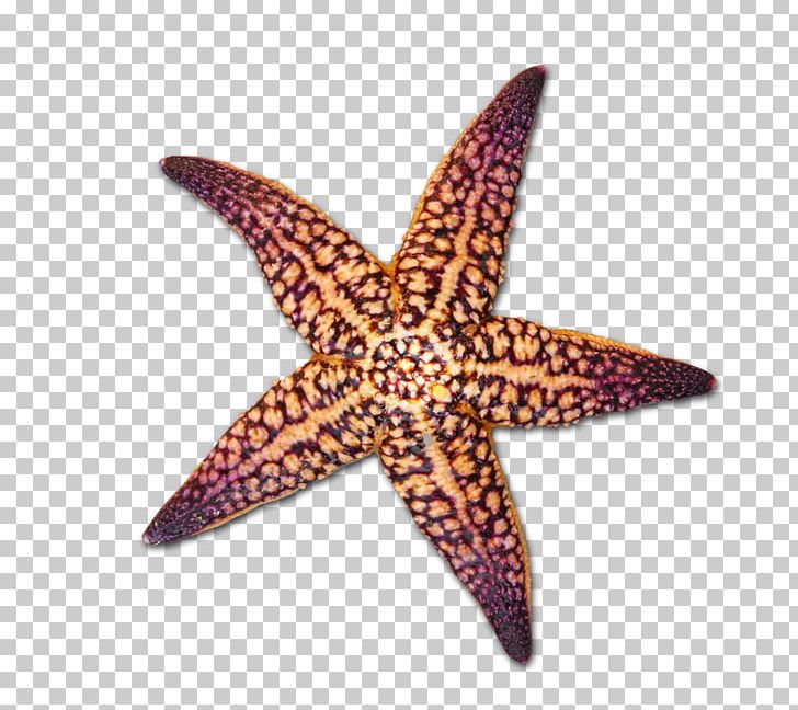 Starfish Seashell Drawing PNG, Clipart, Adobe Illustrator, Animals, Boy Cartoon, Cartoon, Cartoon Character Free PNG Download