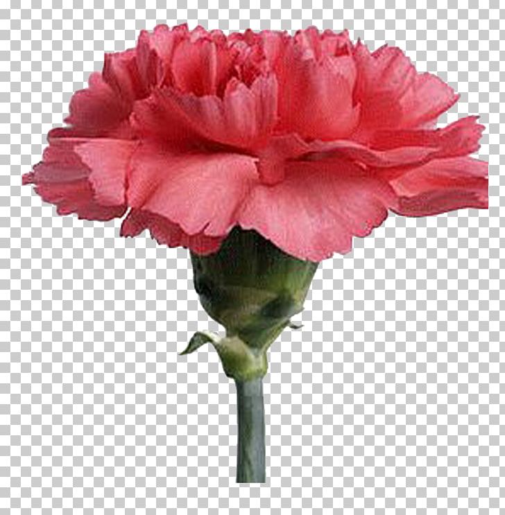 Carnation Cut Flowers Plant Hydroponics PNG, Clipart, Annual Plant, Artificial Flower, Carnation, Cut Flowers, Dianthus Free PNG Download