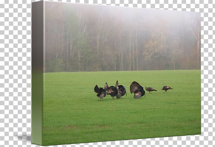 Duck Goose Ecosystem Fauna Pasture PNG, Clipart, Animals, Bird, Duck, Ducks Geese And Swans, Ecosystem Free PNG Download