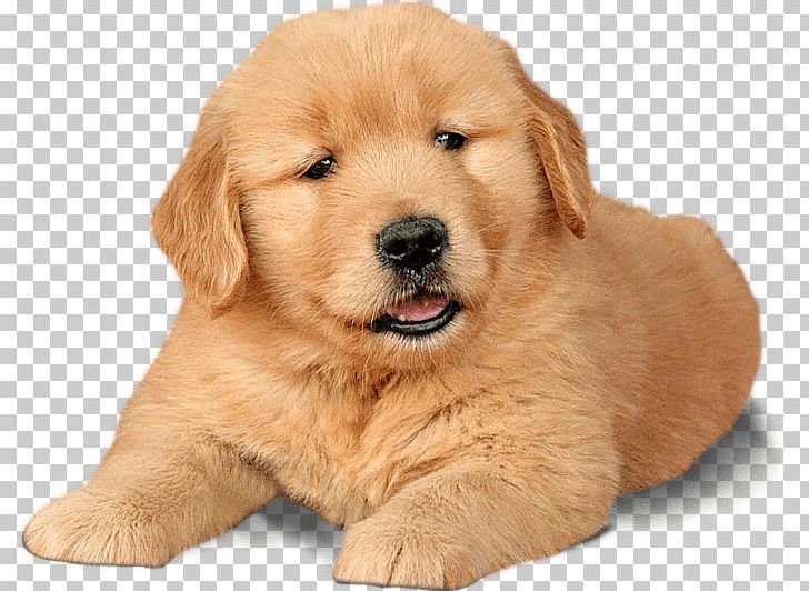 Golden Retriever Puppy Labrador Retriever Chow Chow PNG, Clipart, Ancient Dog Breeds, Animals, Breed, Canidae, Carnivoran Free PNG Download