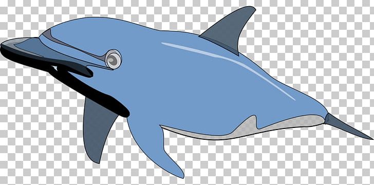 Spinner Dolphin PNG, Clipart, Animals, Blue, Bottlenose Dolphin, Cartoon Dolphin, Common Bottlenose Dolphin Free PNG Download