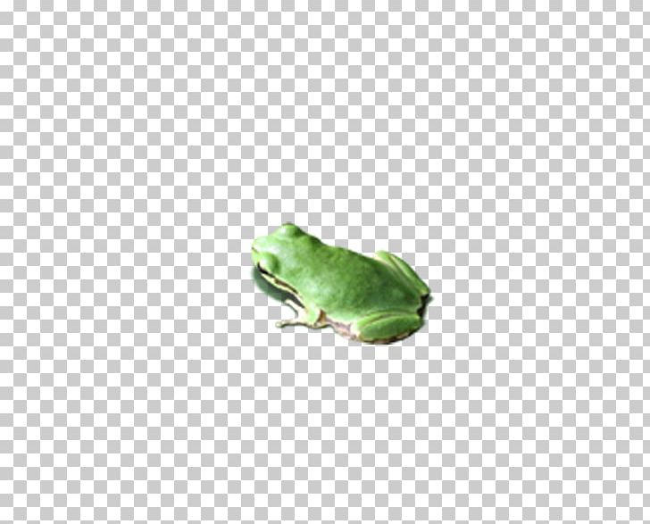 U638cu4e0au7684u5fc3 Leaf PNG, Clipart, Amphibian, Animals, Beneficial, Beneficial Insects, Coreldraw Free PNG Download