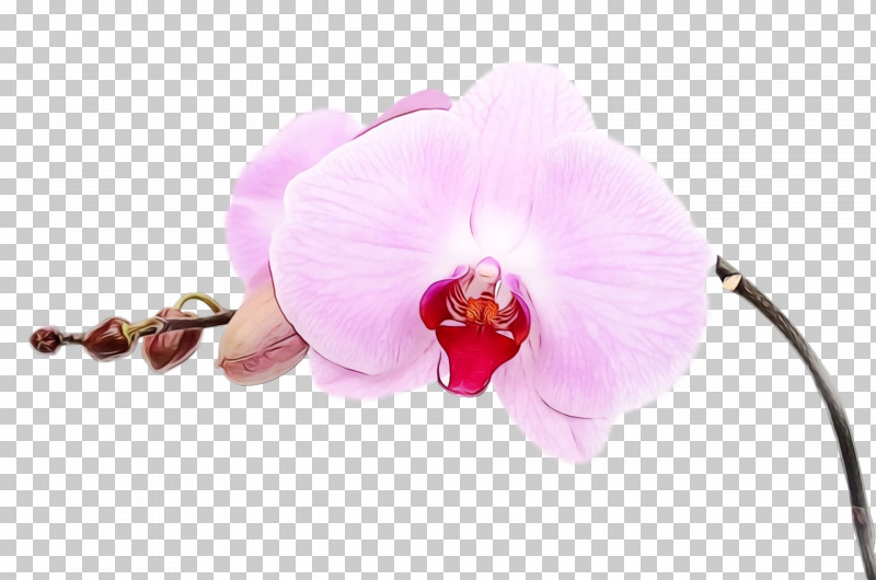 Artificial Flower PNG, Clipart, Artificial Flower, Cattleya, Dendrobium, Flower, Magenta Free PNG Download