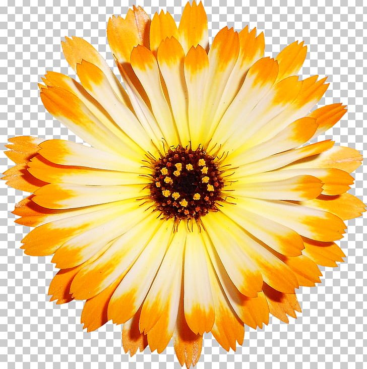 Chrysanthemum Transvaal Daisy Cut Flowers PNG, Clipart, Annual Plant, Daisy Family, Encapsulated Postscript, Flower, Flowers Free PNG Download