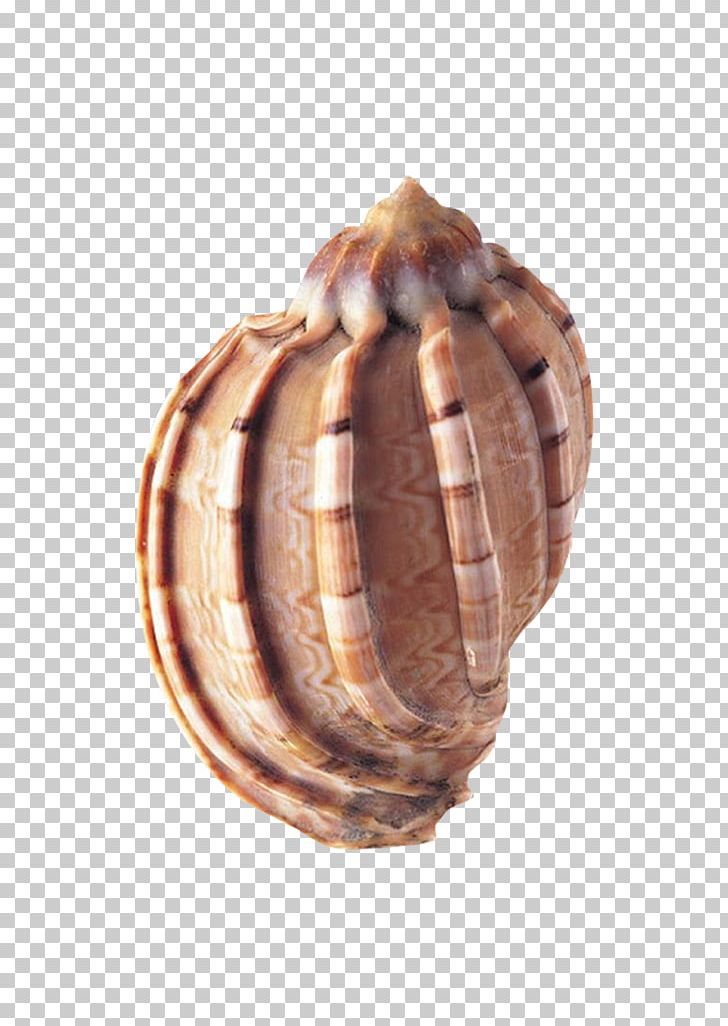 Lambis Seashell Conch Ocean Mollusc Shell PNG, Clipart, Beach, Cartoon Seafood, Clam, Clam Seafood, Class Free PNG Download