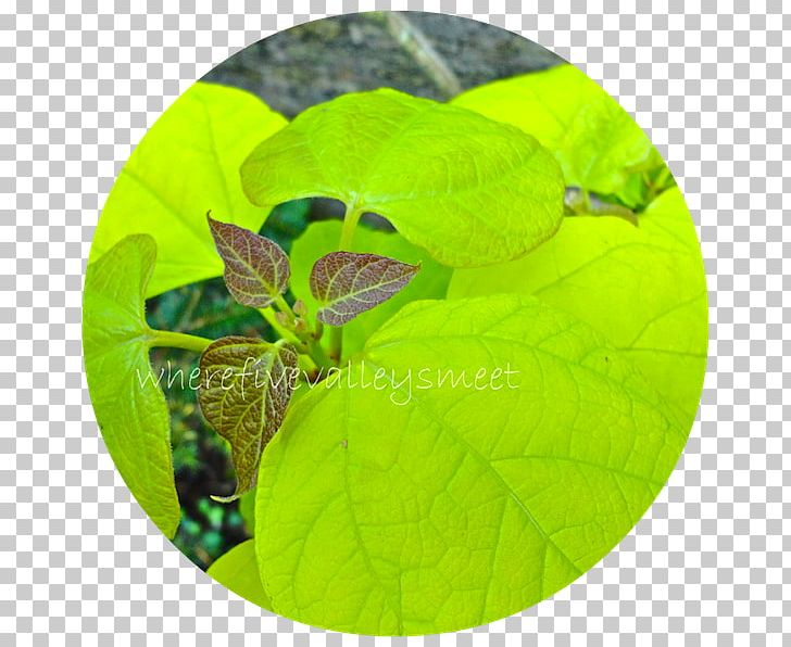 Leaf PNG, Clipart, Catalpa, Green, Leaf, Plant Free PNG Download