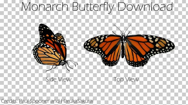 Monarch Butterfly Pieridae Brush-footed Butterflies PNG, Clipart, Anime, Art, Arthropod, Artist, Brush Footed Butterfly Free PNG Download
