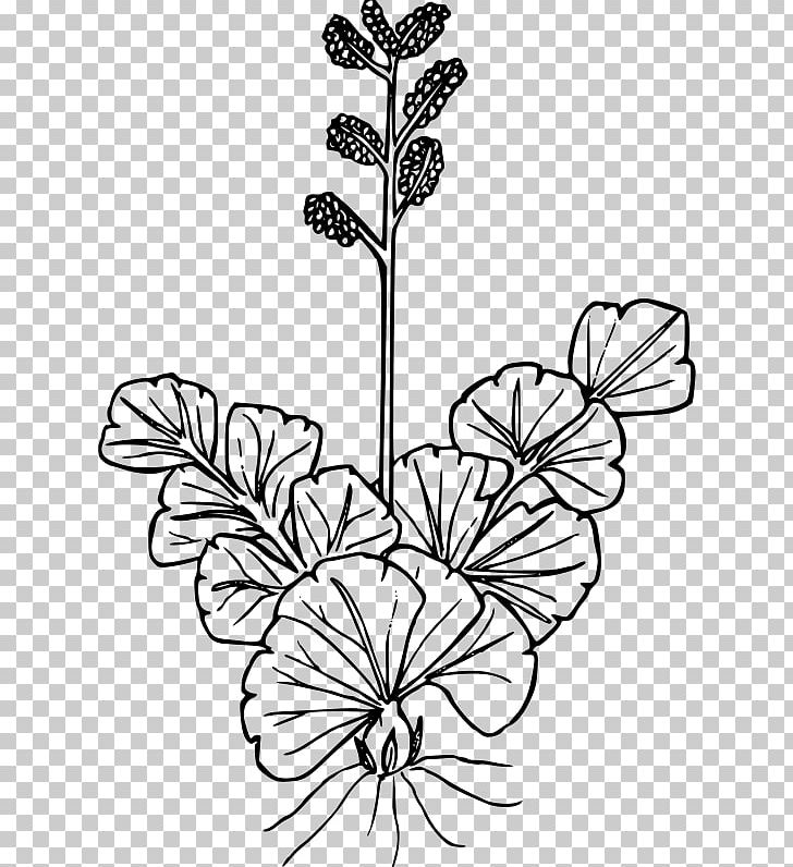 Wildflower Petal Leaf Drawing PNG, Clipart, Black And White, Branch, Cut Flowers, Drawing, Flora Free PNG Download