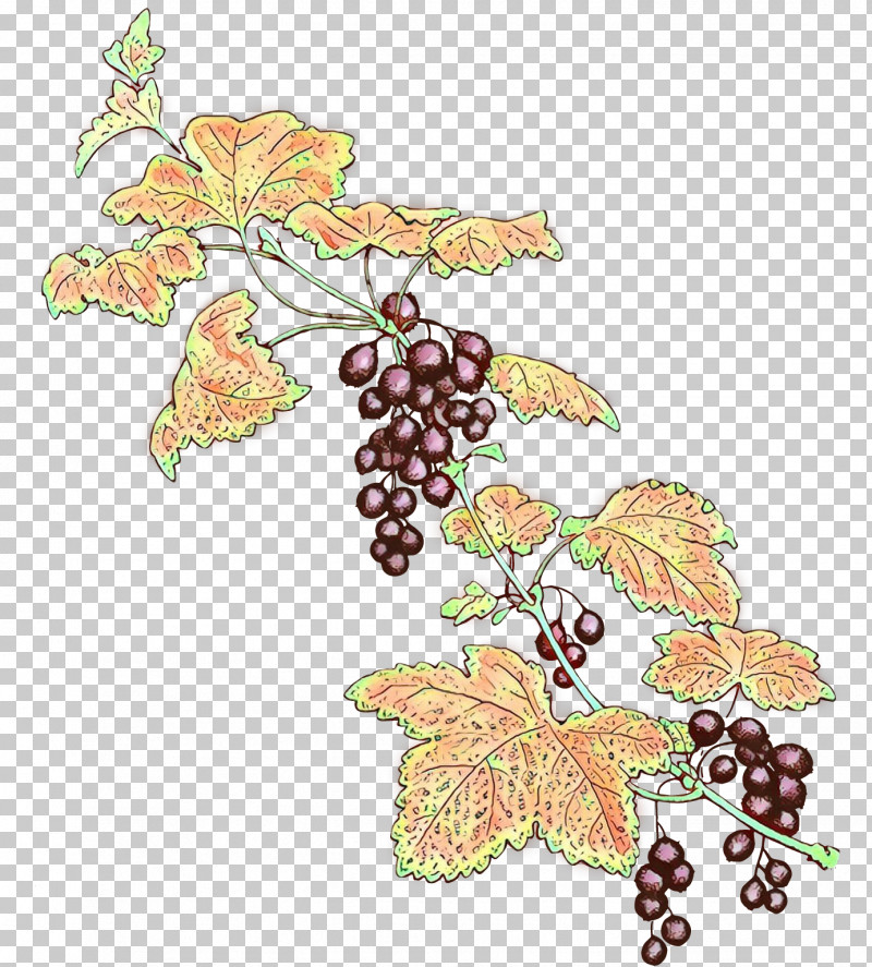 Plane PNG, Clipart, Flower, Fruit, Grape, Grape Leaves, Grapevine Family Free PNG Download