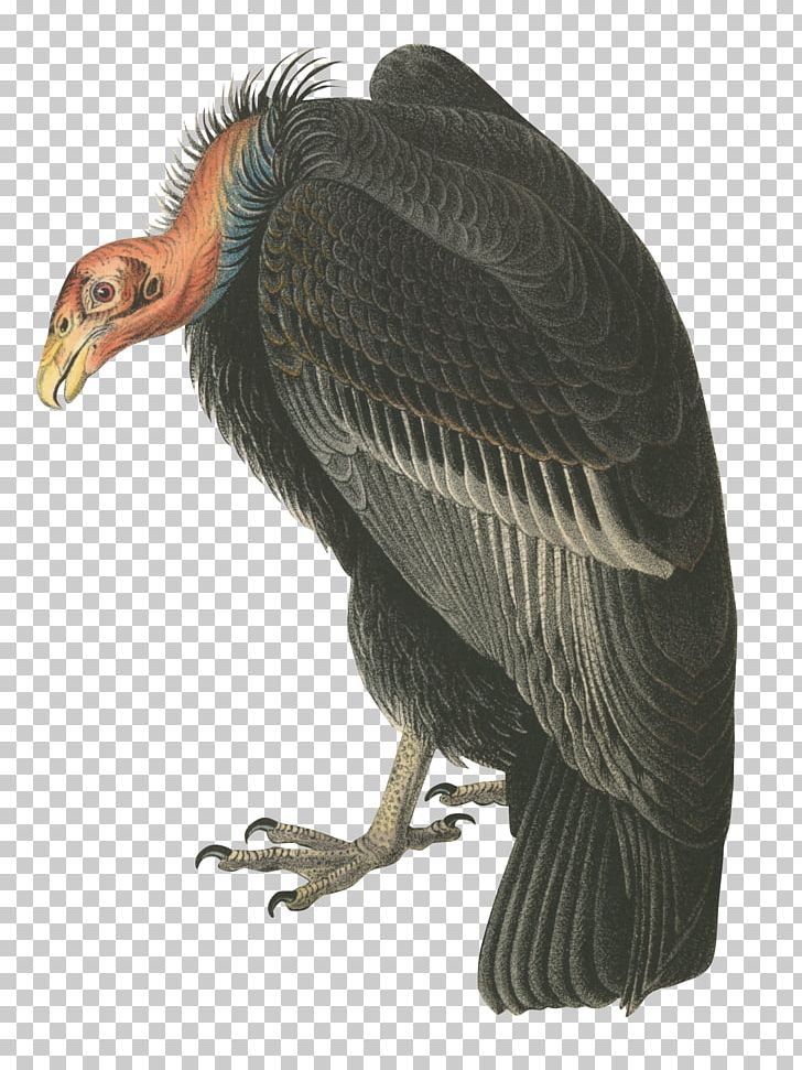 Bird Vulture Andean Condor PNG, Clipart, Andean Condor, Animals, Beak, Bird, Bird Of Prey Free PNG Download